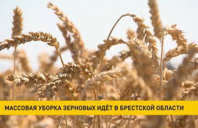 Массовая уборка зерновых идет в Брестской области - ont.by - район Пружанский