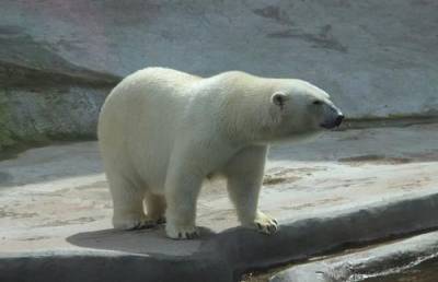 Ученые назвали дату, когда белые медведи могут исчезнуть из-за глобального потепления - argumenti.ru - Арктика