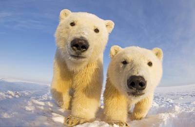 До конца столетия в мире может не остаться белых медведей - inform-ua.info