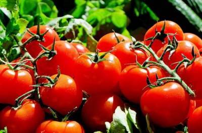 Почему летом вдруг может вырасти цена на помидоры, рассказал эксперт - argumenti.ru