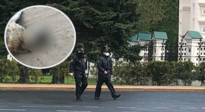 "Давили шнурками": жители выдали ярославских живодеров полиции - progorod76.ru - Ярославская обл. - Ярославль