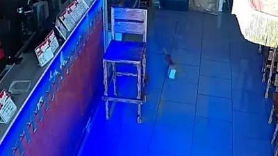 Котенок стащил пачку денег из кассы бара в Анапе - iz.ru - Анапа - Израиль