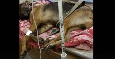 «За считанные часы собаке съели глаза черви»:Зоозащитники подозревают уфимцев в жёстоком убийстве пса - ufacitynews.ru - Уфа