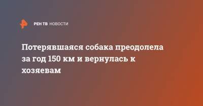 Потерявшаяся собака преодолела за год 150 км и вернулась к хозяевам - ren.tv - Австралия