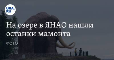 На озере в ЯНАО нашли останки мамонта. ФОТО - ura.news - окр. Янао - район Ямальский