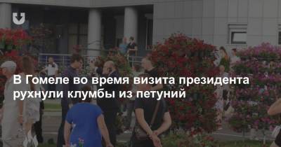 В Гомеле во время визита президента рухнули клумбы из петуний - news.tut.by - Гомель