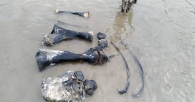 Фото: Останки мамонта нашли у озера на Ямале - ren.tv - район Ямальский