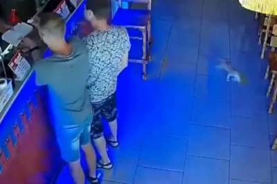 Кот дважды за вечер пытался украсть деньги в баре в Анапе - mk.ru - Анапа