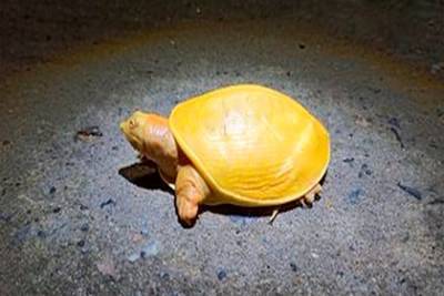 Обнаружена редчайшая желтая черепаха - lenta.ru - India