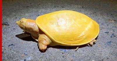 В Индии обнаружили «невиданную ранее» черепаху - profile.ru - Индия - India
