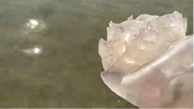 На украинском курорте отдыхающие устроили «охоту» на медуз (ВИДЕО) - enovosty.com - Азовское Море