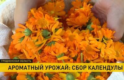 В Беларуси заготавливают календулу. Как проходит одна из самых красивых и благоухающих уборочных? - ont.by - Белоруссия - район Щучинский