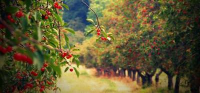 В Украине под угрозой закладка и обновление плодовых садов - inform-ua.info - Украина