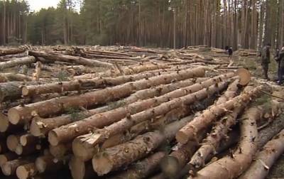В ООН озвучили масштабы вырубки леса за 30 лет - korrespondent.net - Бразилия - Ливия - Конго - Женева - Индонезия