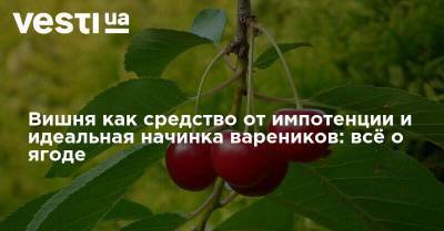 Вишня как средство от импотенции и идеальная начинка вареников: всё о ягоде - vesti.ua - Турция - Рим - Русь - Византия