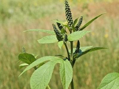 В Башкирии нашли опасное карантинное растение - ufatime.ru - Башкирия - район Альшеевский