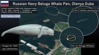 Россия прикрыла от подводных диверсантов ВМБ Тартус боевыми дельфинами - free-news.su - Россия - США - Сирия - Тартус