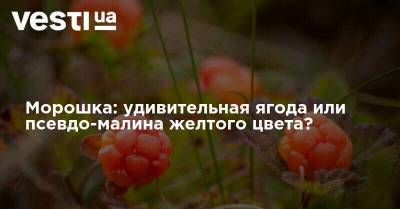 Морошка: удивительная ягода или псевдо-малина желтого цвета? - vesti.ua