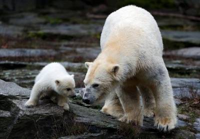 Белые медведи могут вымереть - enovosty.com - Норвегия - Россия - США - Канада - Гренландия