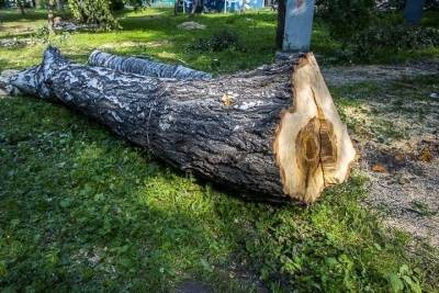 Новосибирцев волнует законность вырубки деревьев во дворах - novos.mk.ru - Новосибирск
