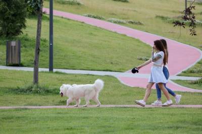 Владимир Голубев - Кинологи рассказали, как защитить собаку от перегрева летом - vm.ru - Россия