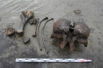 Дмитрий Фролов - В одном из озёр на севере Ямала в иле погребён скелет мамонта, - учёные - nakanune.ru