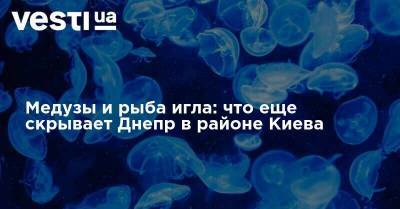 Медузы и рыба игла: что еще скрывает Днепр в районе Киева - vesti.ua - район Киева - Киев