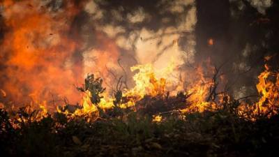 За лето в Ленобласти произошло более 200 лесных пожаров - piter.tv - Россия - Ленинградская обл. - Башкирия