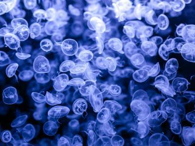 В Днепровских водохранилищах появились медузы – Украинская ассоциация рыбаков - gordonua.com - Украина - Киев - Днепр