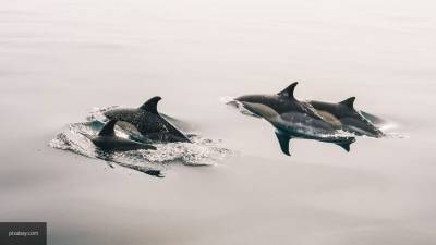 Nation News - Зоозащитник Балабаджян: в Японии настоящий геноцид китов и дельфинов - nation-news.ru - Япония