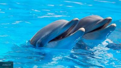 Nation News - Зоозащитник Балабаджян: в Черном море дельфины на грани вымирания из-за браконьерства - nation-news.ru - Япония