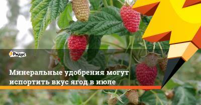 Минеральные удобрения могут испортить вкус ягод в июле - ridus.ru