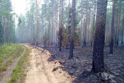 Безответственность людей привела к лесному пожару в Карелии - karel.mk.ru - Карелия