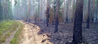 Ягодники в Карелии сожгли 3 гектара леса (ФОТО) - stolicaonego.ru - Карелия