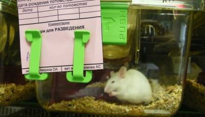 Первые трансгенные мышата для испытания вакцин от коронавируса родились в Новосибирске - interfax-russia.ru - Новосибирск