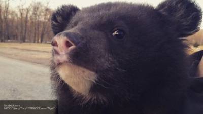 Видео с крадущим мед медведем в Приморье набирает популярность на YouTube - newinform.com - Приморье край