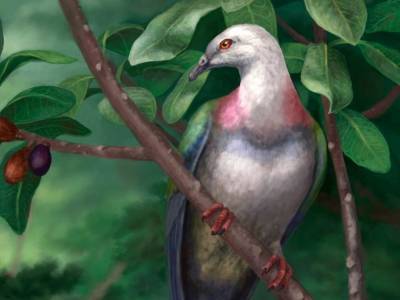Древние голуби с островов Тонга весили в пять раз больше обычных сизых голубей. И их съели люди - polit.ru - штат Нью-Мексико - Тонга