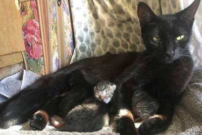 Бродячая кошка напросилась домой к женщине среди ночи и родила котят - lenta.ru - США - штат Луизиана - Новый Орлеан
