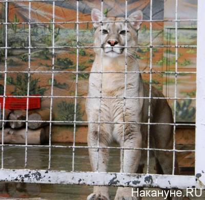 Зоопарк Екатеринбурга открывается после "коронавирусного" простоя - nakanune.ru - Екатеринбург