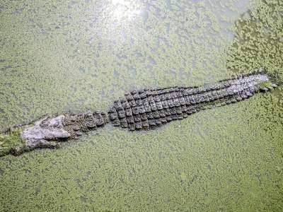 Предки американских крокодилов переплыли Атлантический океан - live24.ru - США - Ливия