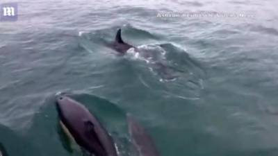 Больше сотни дельфинов окружили рыбаков в Великобритании - piter.tv - Англия - Танзания