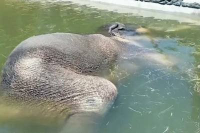 В американском зоопарке слон уснул под водой. Видео - vkcyprus.com - США - Украина - Техас - Запорожская обл.