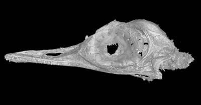 Динозавр размером с колибри оказался ящерицей - popmech.ru - Бирма