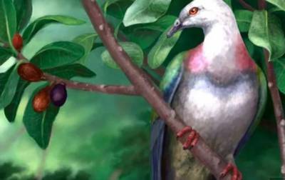 На островах Тонга нашли останки полуметрового голубя - korrespondent.net - Мехико - Тонга - Острова