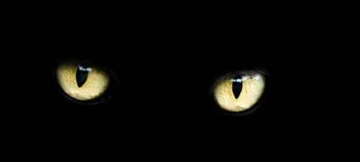 Жители Петрозаводска требуют наказать виновных в смерти кошки, которая подверглась зверским пыткам - stolicaonego.ru - Карелия - Петрозаводск