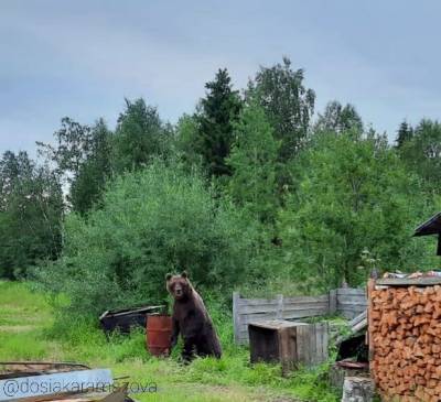 В Каджероме медведь взял под охрану огород и дровяник - komiinform.ru - район Печорский