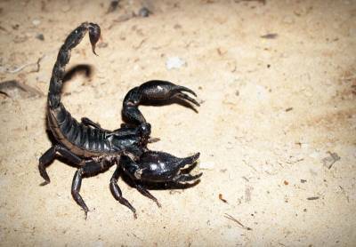 На Земле 400 млн лет назад доминировали гигантские скорпионы - Cursorinfo: главные новости Израиля - cursorinfo.co.il - Израиль