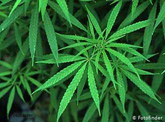 Жан Кастекс - Во Франции вводят штрафы за курение марихуаны - vchaspik.ua - Франция