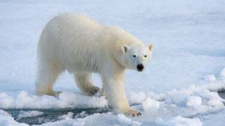 К полярным медведям крадется песец, и о чем говорят помидоры - bbc.com