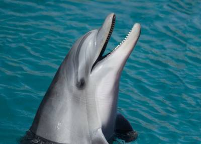 Дельфины заводят только «выгодных» друзей - Cursorinfo: главные новости Израиля - cursorinfo.co.il - Израиль - Австралия